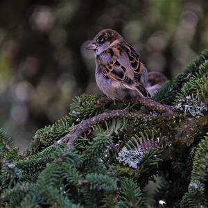 House Sparrow