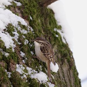 Short-toed Treecreeper