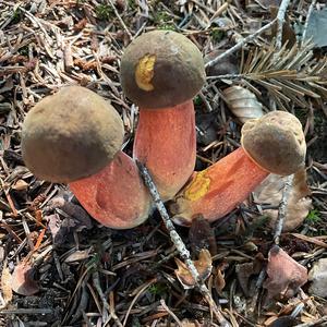 Dotted-stem Bolete