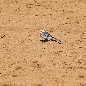 White Wagtail