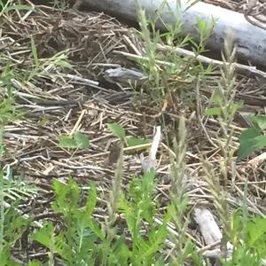 Song Sparrow