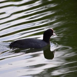 Common Coot