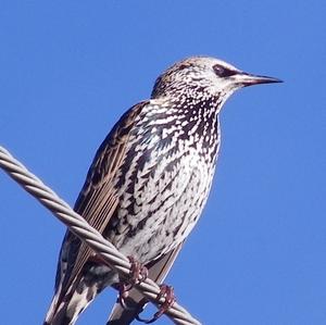 Common Starling