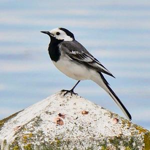 White Wagtail