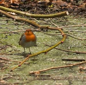 European Robin