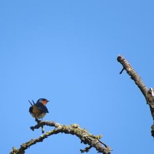 Barn Swallow