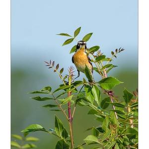 Whinchat