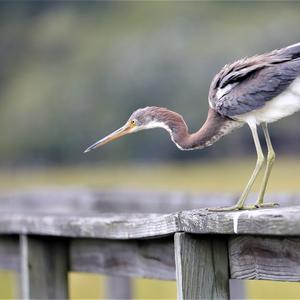 Tricoloured Heron