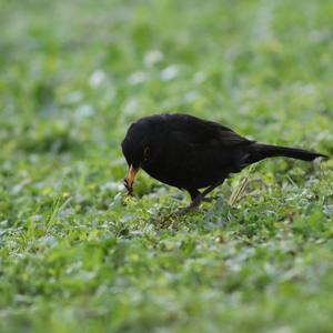 Eurasian Blackbird