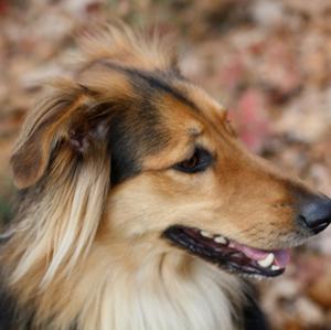 Unknown Breed