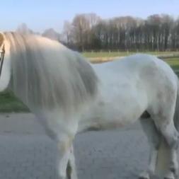 Icelandic Horse