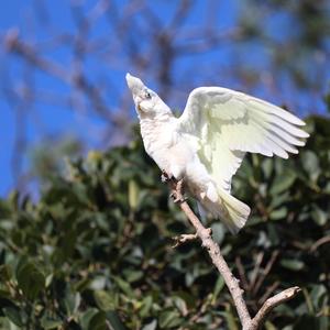 Little Corella