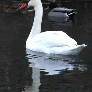 Mute Swan