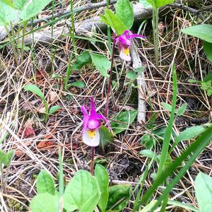 Unknown Species