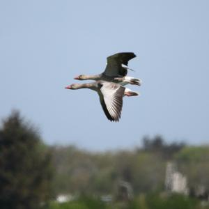 Greylag Goose