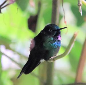 Tourmaline Sunangel