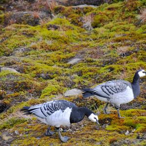 Barnacle Goose