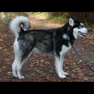 Alaskan Malamute