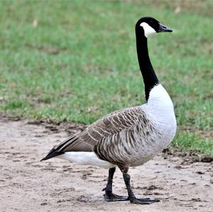 Canada Goose