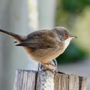 Sardinian Warbler