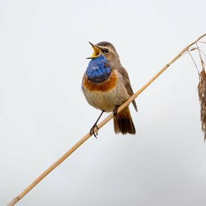 Bluethroat