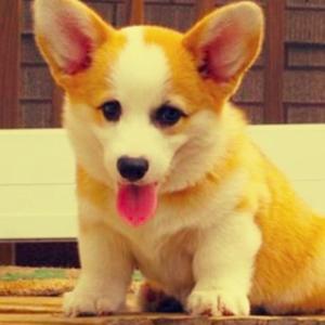 Welsh Corgi (Pembroke)