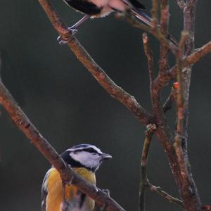 Great Tit