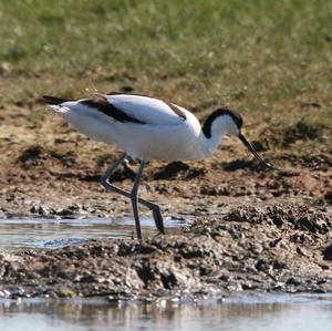 Pied Avocet