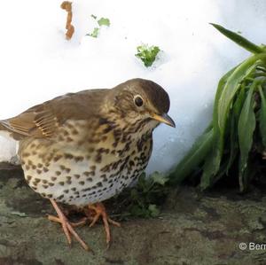 Alpine Accentor