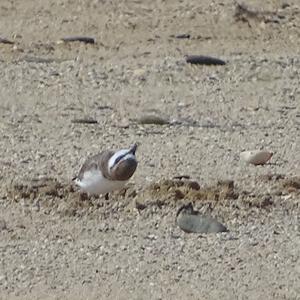 Common Ringed Plover