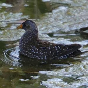 Spotted Crake