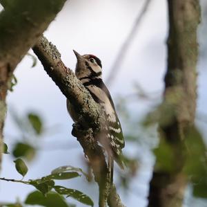 Great Spotted Woodpecker