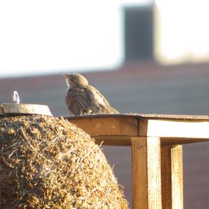 House Sparrow