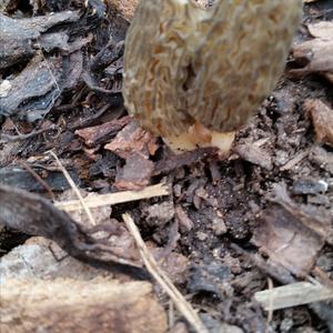 Black Morel