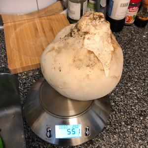 Giant Puffball