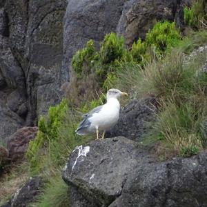 Herring Gull