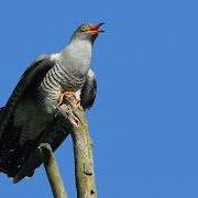 Common Cuckoo