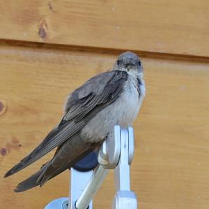 Eurasian Crag-martin