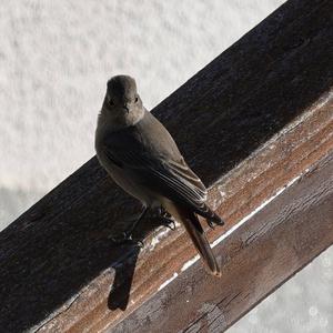 Black Redstart