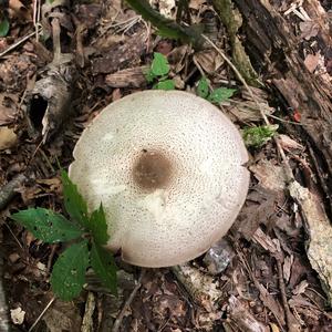 Agaricus impudicus