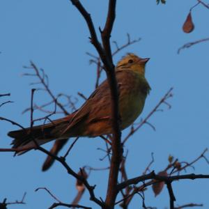 Yellowhammer