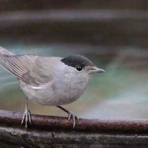 Blackcap