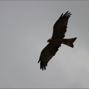 Brown Snake-eagle