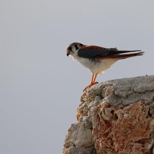 American Kestrel