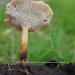 Winter Polypore