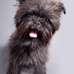 Affenpinscher