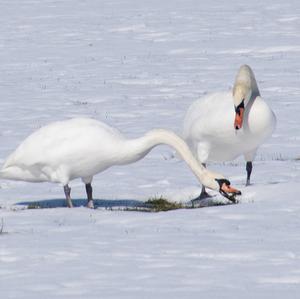 Mute Swan