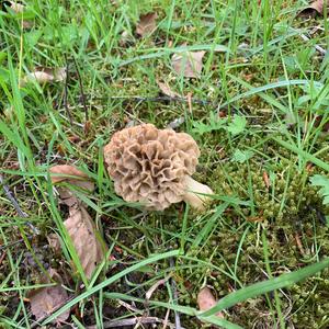 Yellow Morel