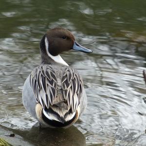 Northern Pintail