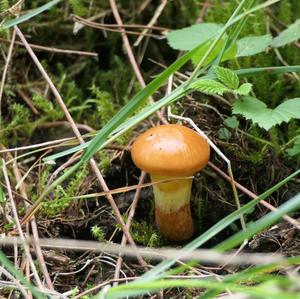 Larch Suillus